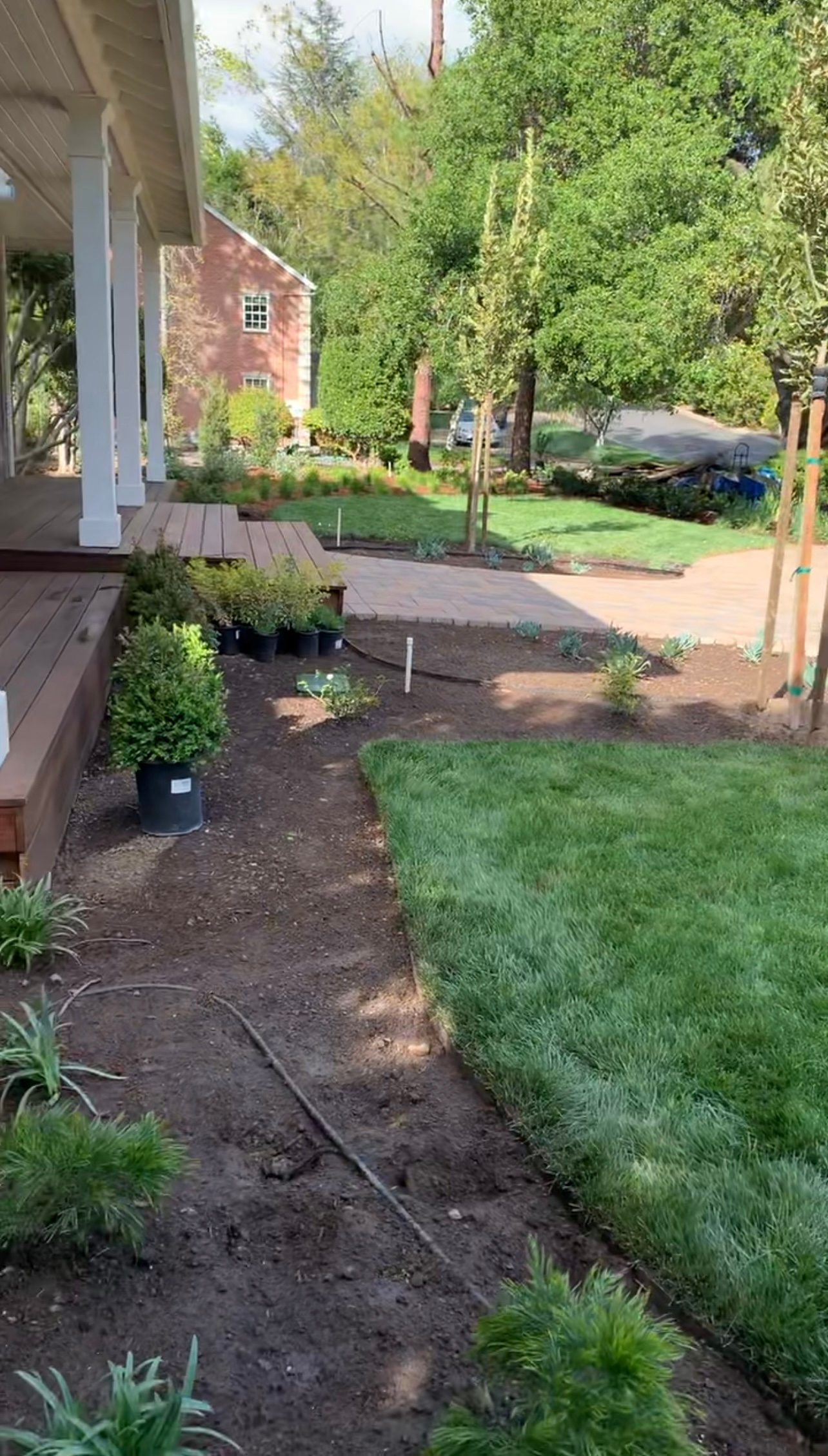Side yard with new grass, plants, and irrigation along a house.