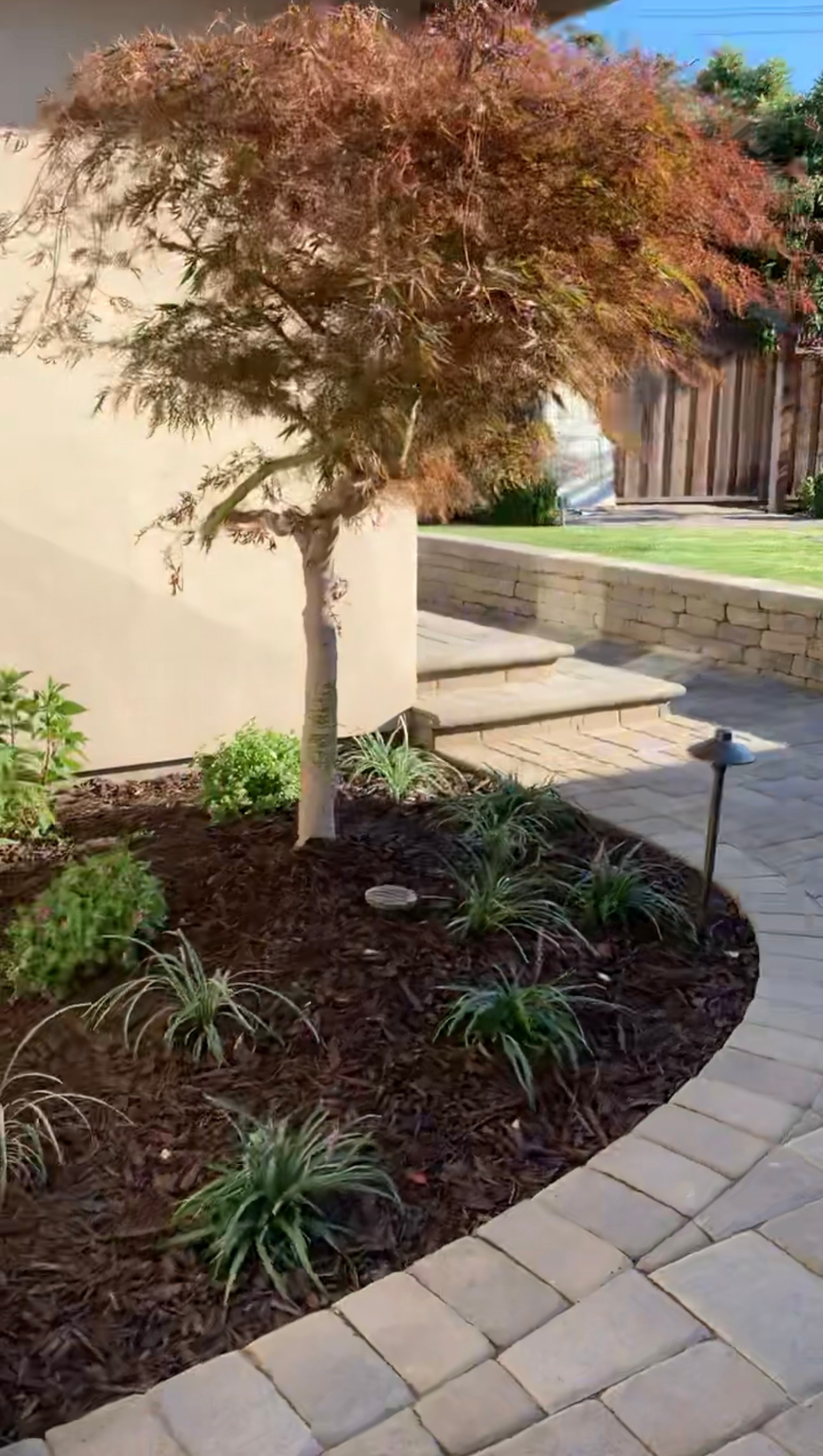 Japanese maple tree with red-orange leaves and green ground cover, surrounded by a curved brick pathway and retaining wall.