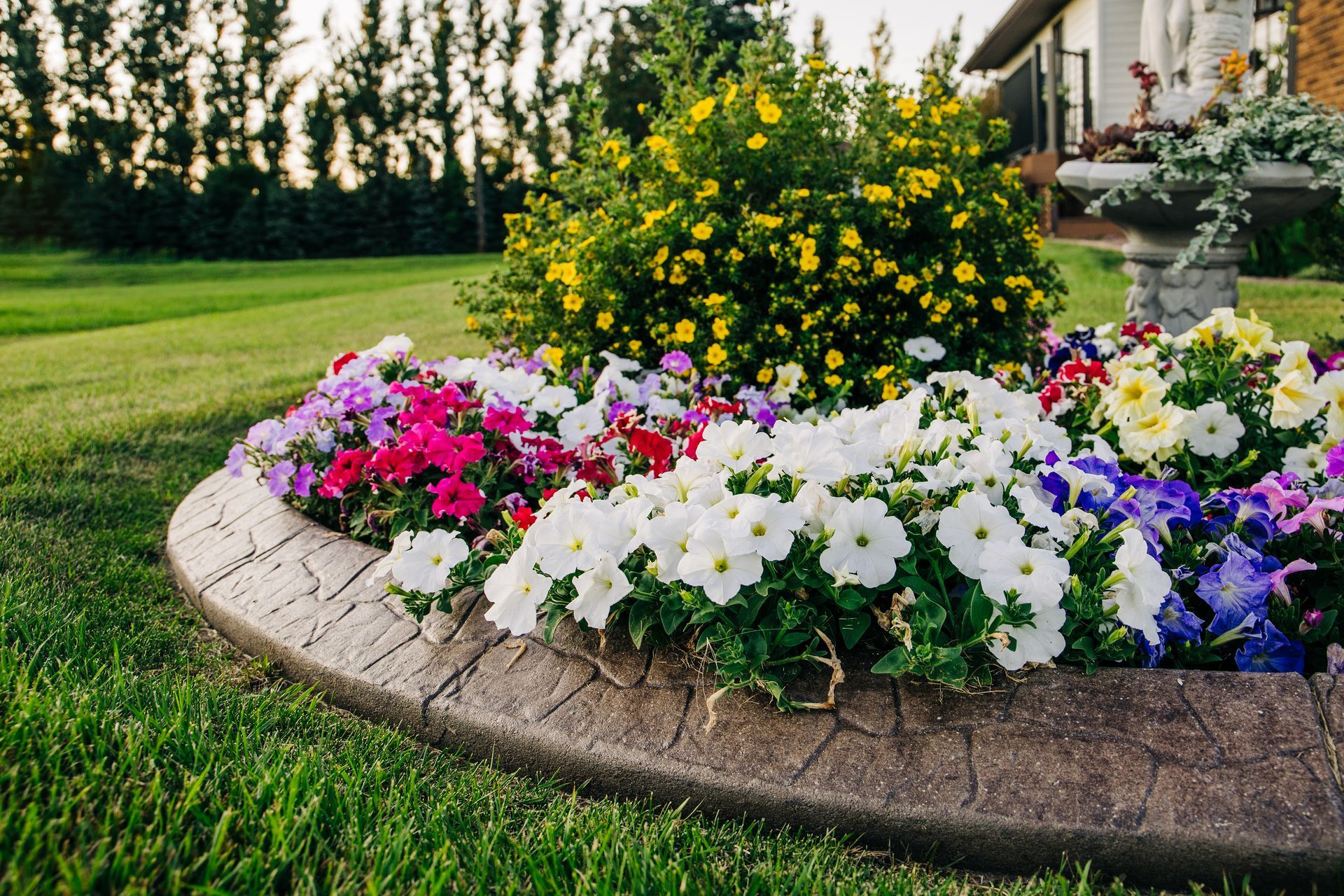 Flower bed with colorful petunias and yellow flowering shrub, set in front yard.
