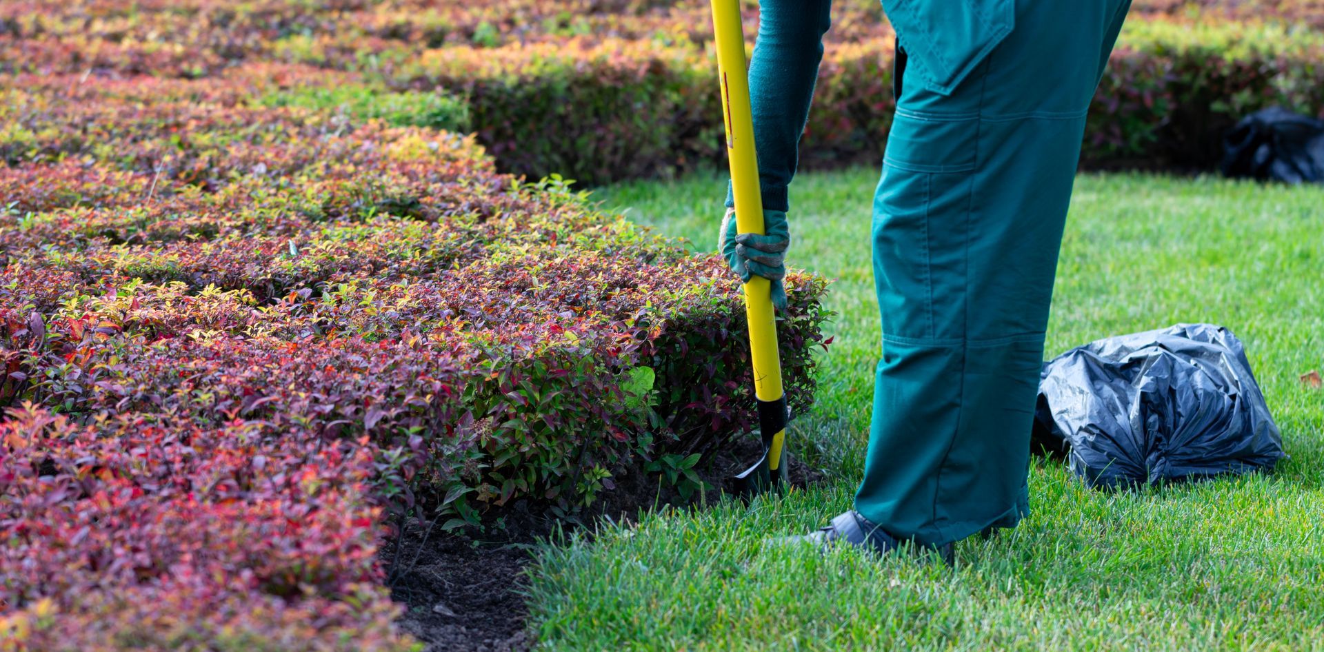A person in green overalls trimming a hedge with yellow handled shears on a lawn next to a dark red bush.
