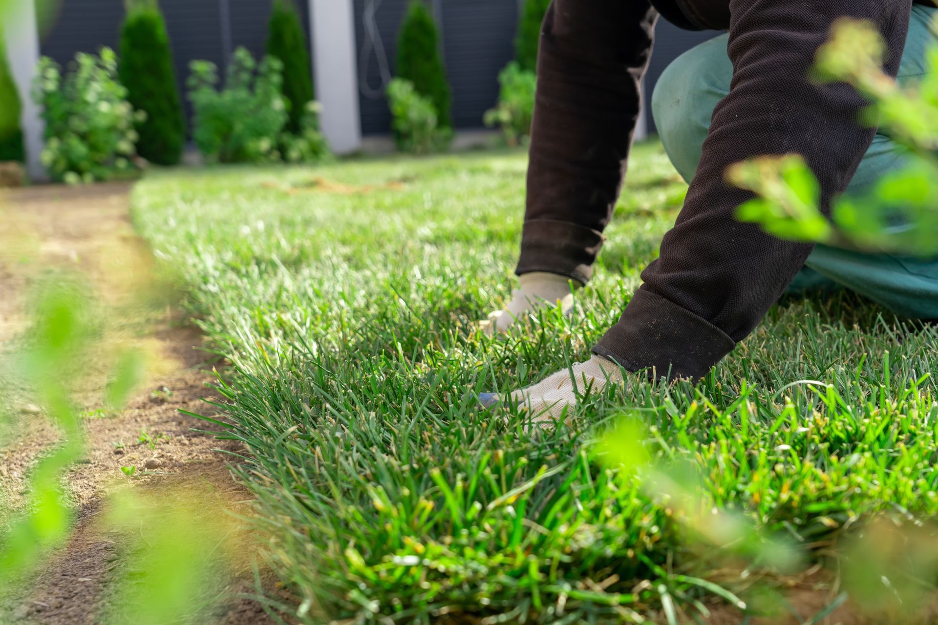 Person installing sod on a lawn with green grass, brown soil, and a black fence in the background.