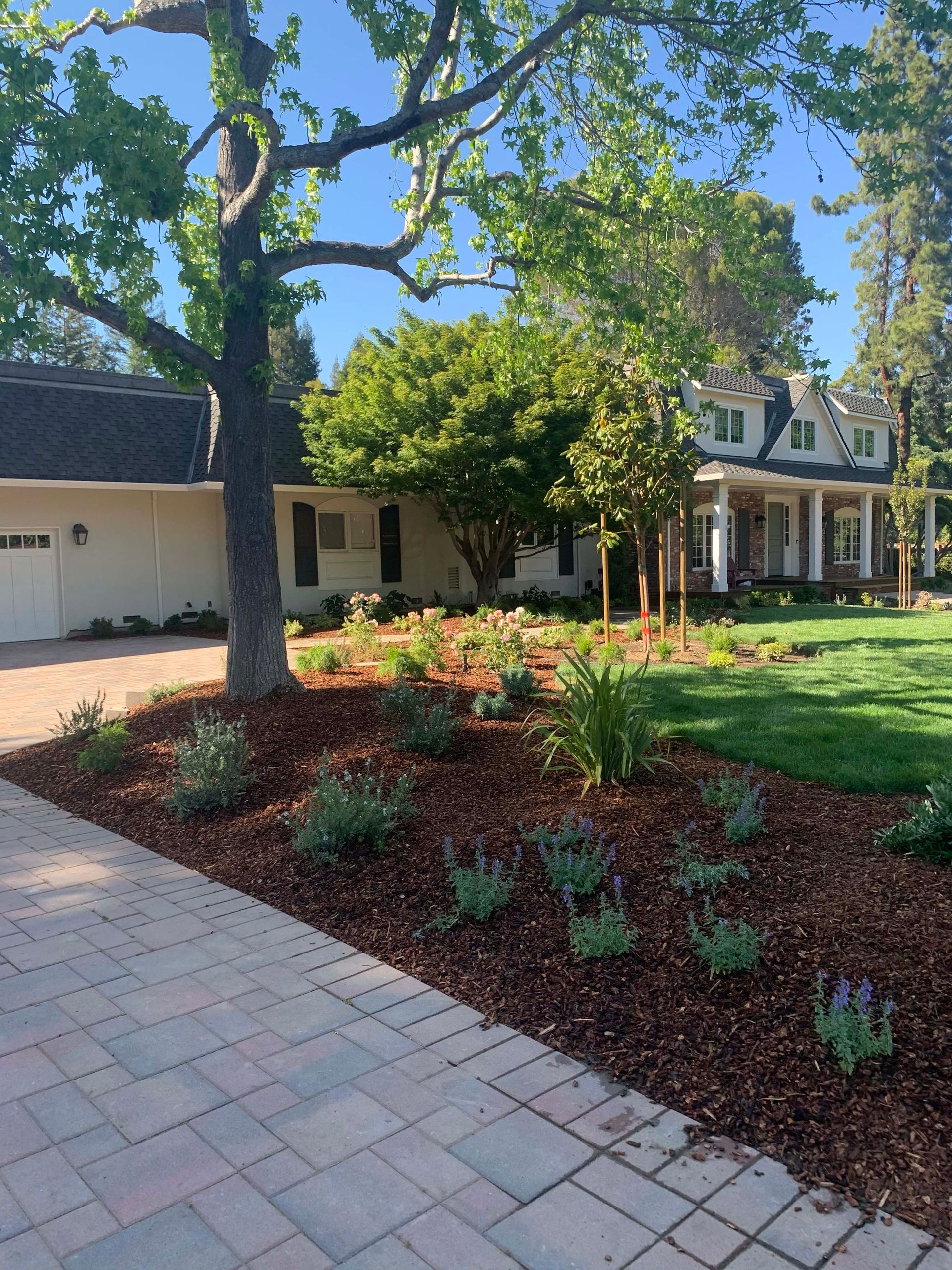 A landscaped yard with brown mulch, green plants, and a light-colored house with a dark roof and a paved walkway.