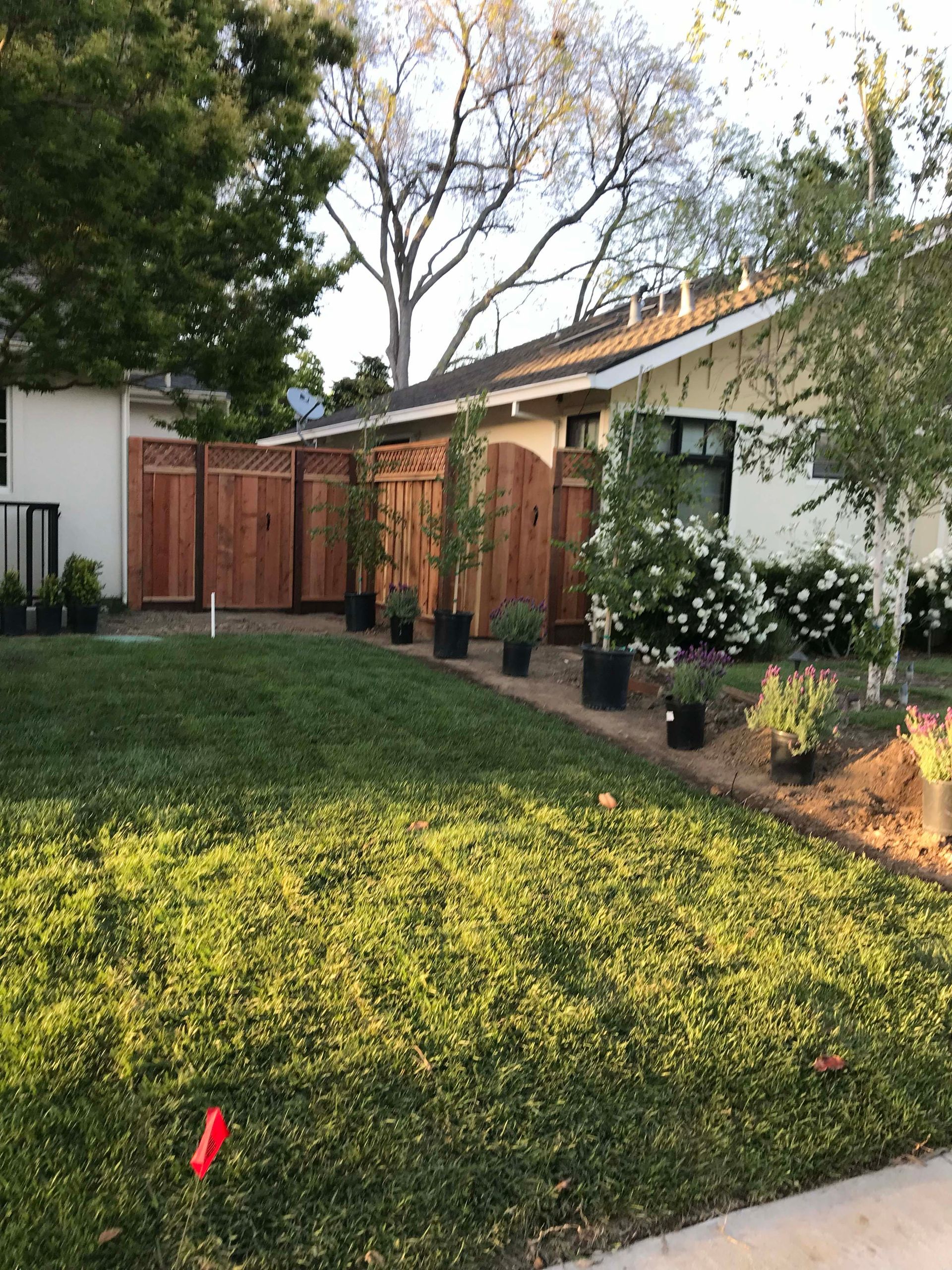 Lawn and wooden fence surround a house. Potted plants line the fence. Evening sunlight.