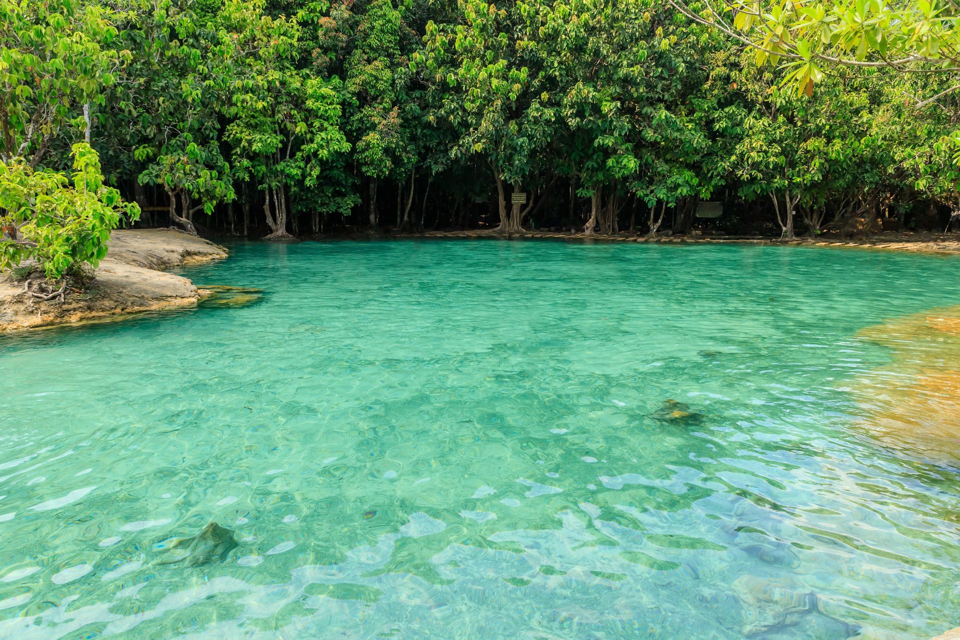 Clear turquoise lagoon beside dense green mangroves and rocky shore