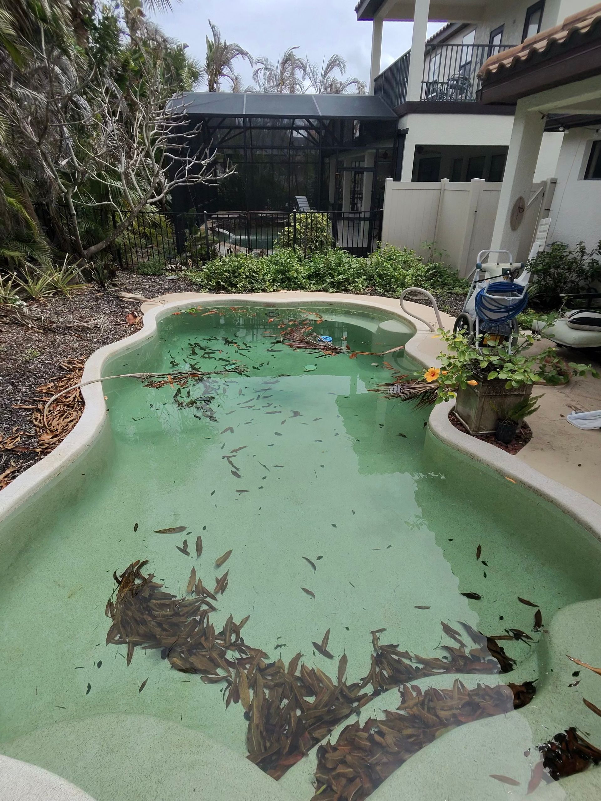 A backyard swimming pool filled with pale green, hazy water and covered in fallen leaves and debris.