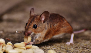 Brown mouse eating scattered seeds on the ground