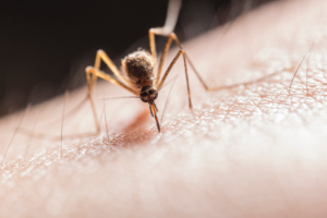 Mosquito feeding on human skin in close-up