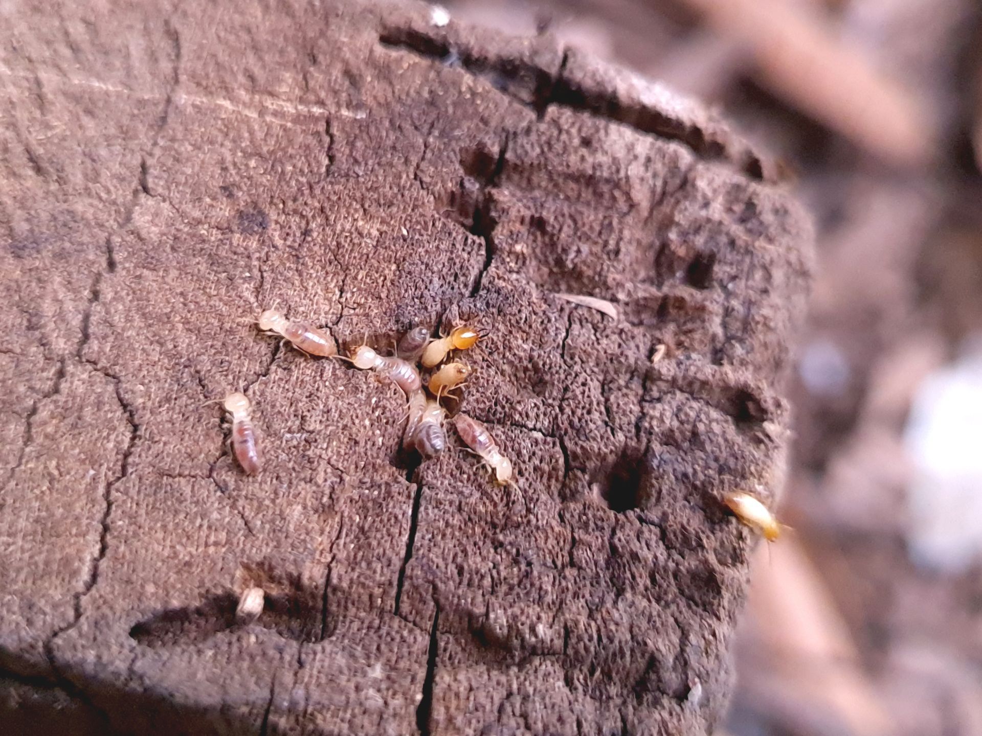 Small yellow and white insects on cracked brown tree bark