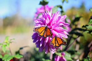Two orange butterflies on a pink-purple flower in sunlight