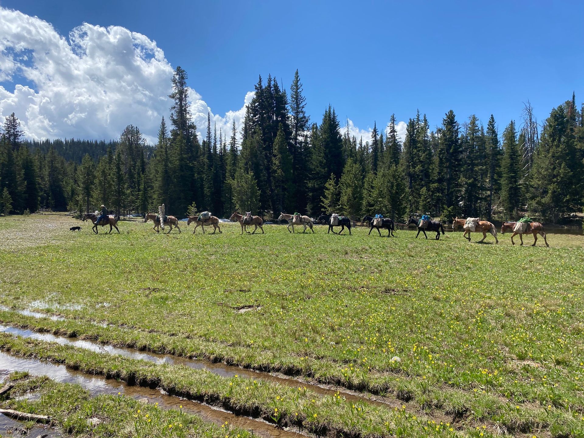 A herd of horses standing in a grassy field with trees in the background.