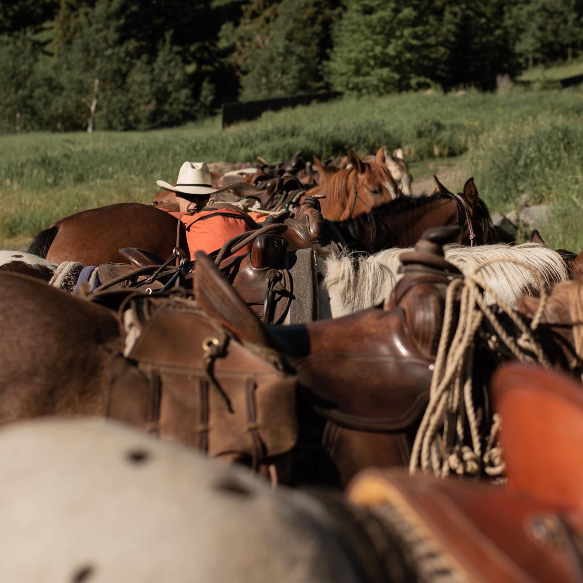 A group of horses are lined up in a field