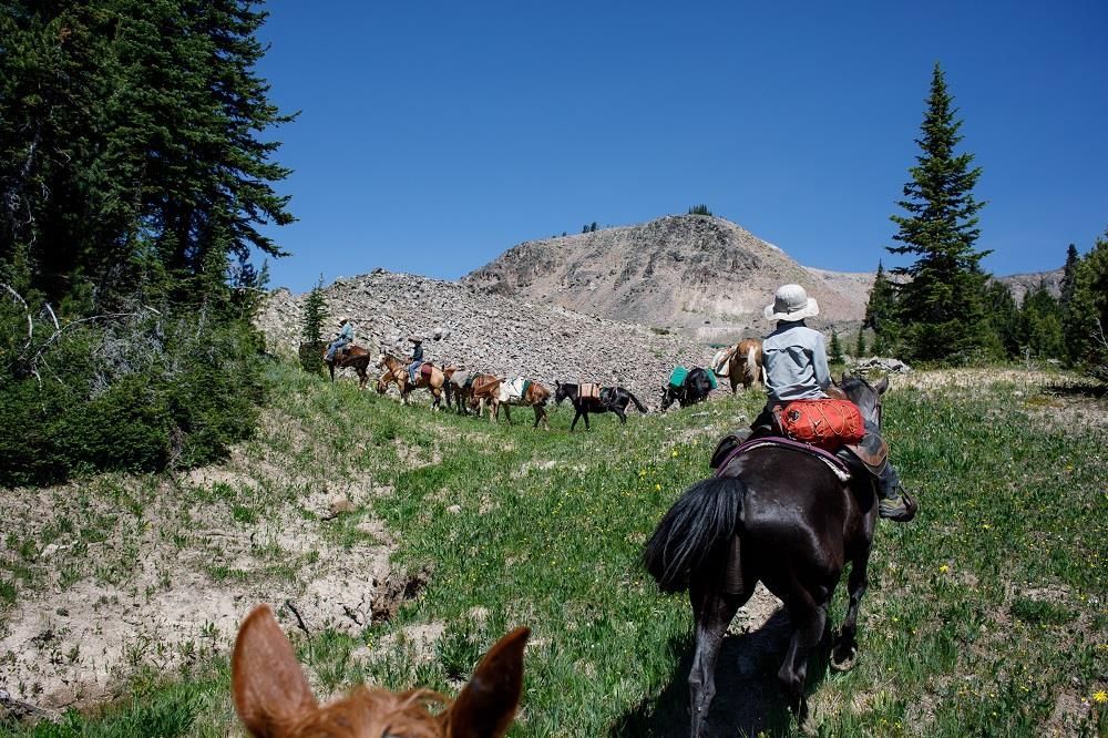 A man is riding a horse in a field with other horses.