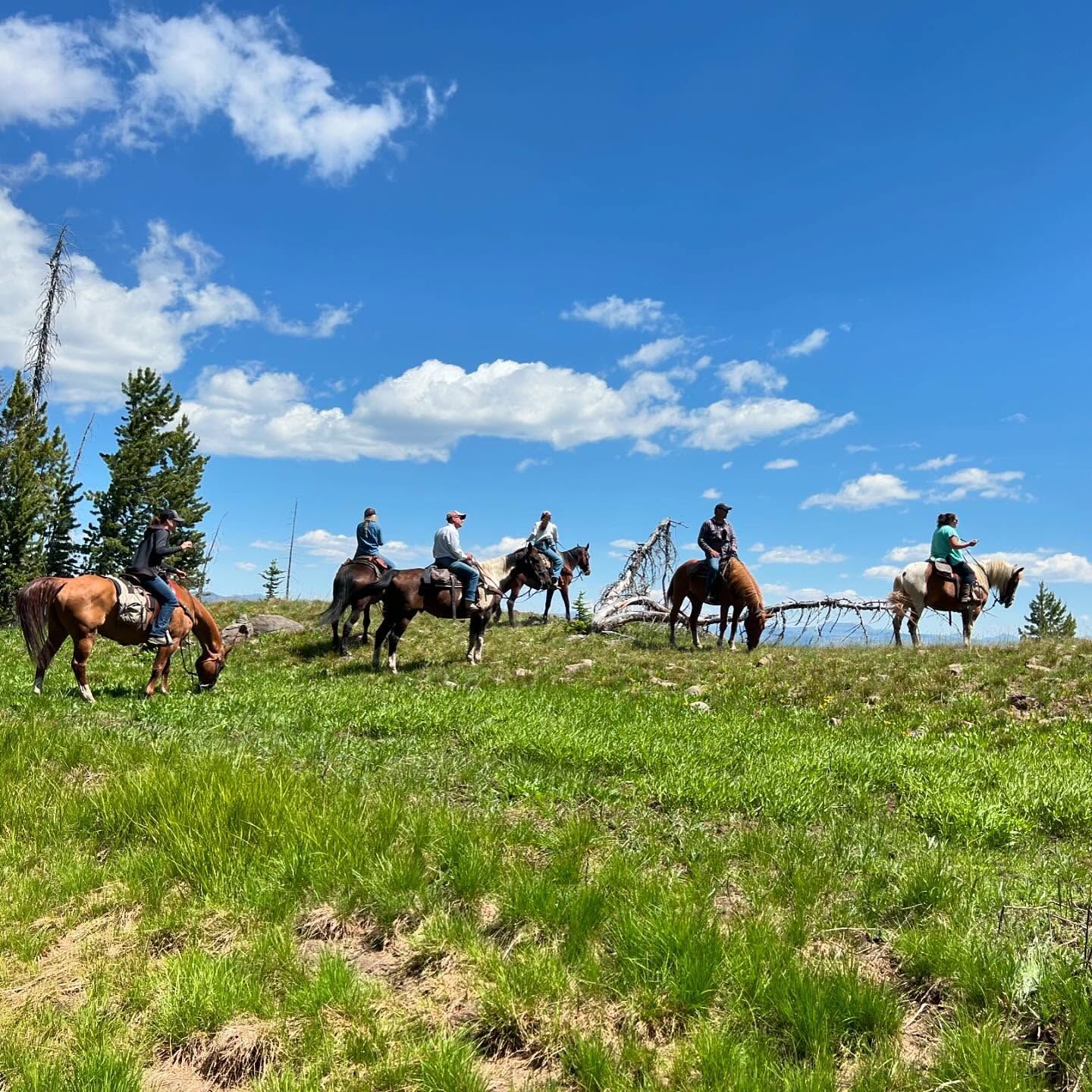 A group of people are riding horses in a grassy field.
