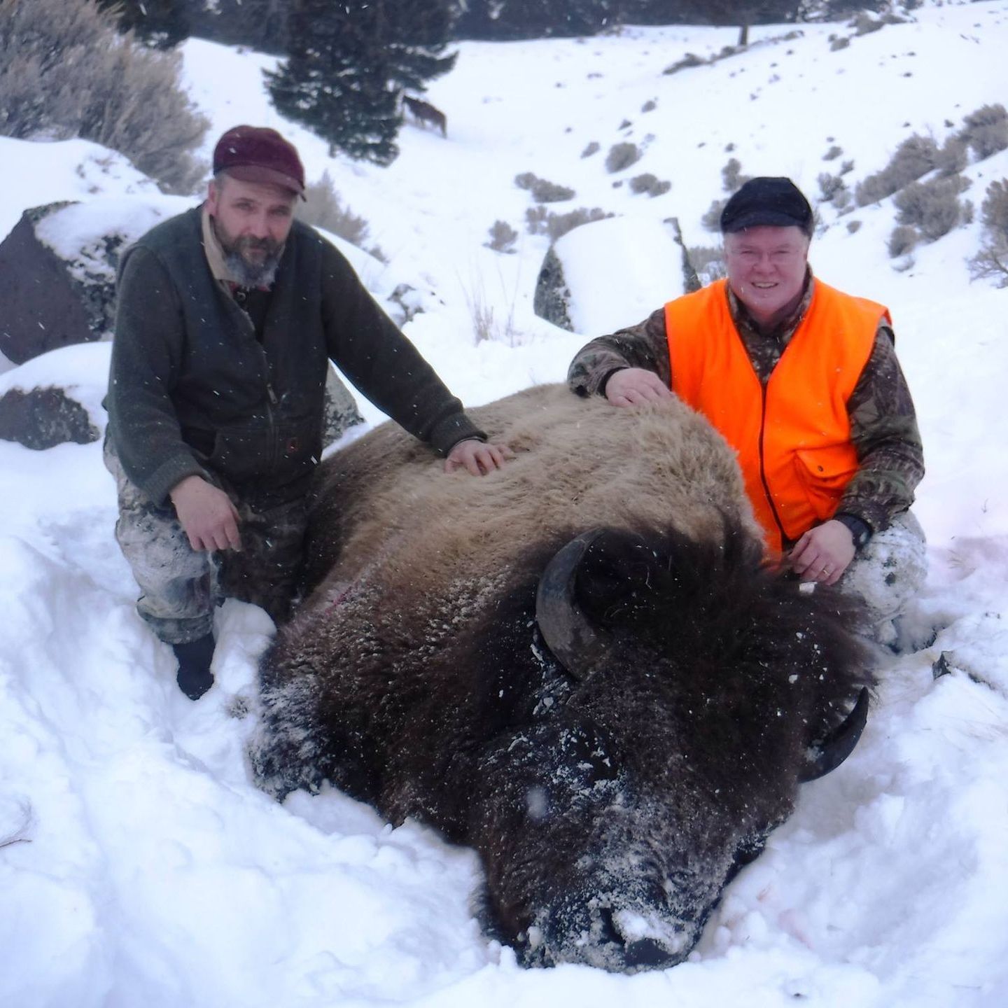 Two men kneeling next to a large bison in the snow