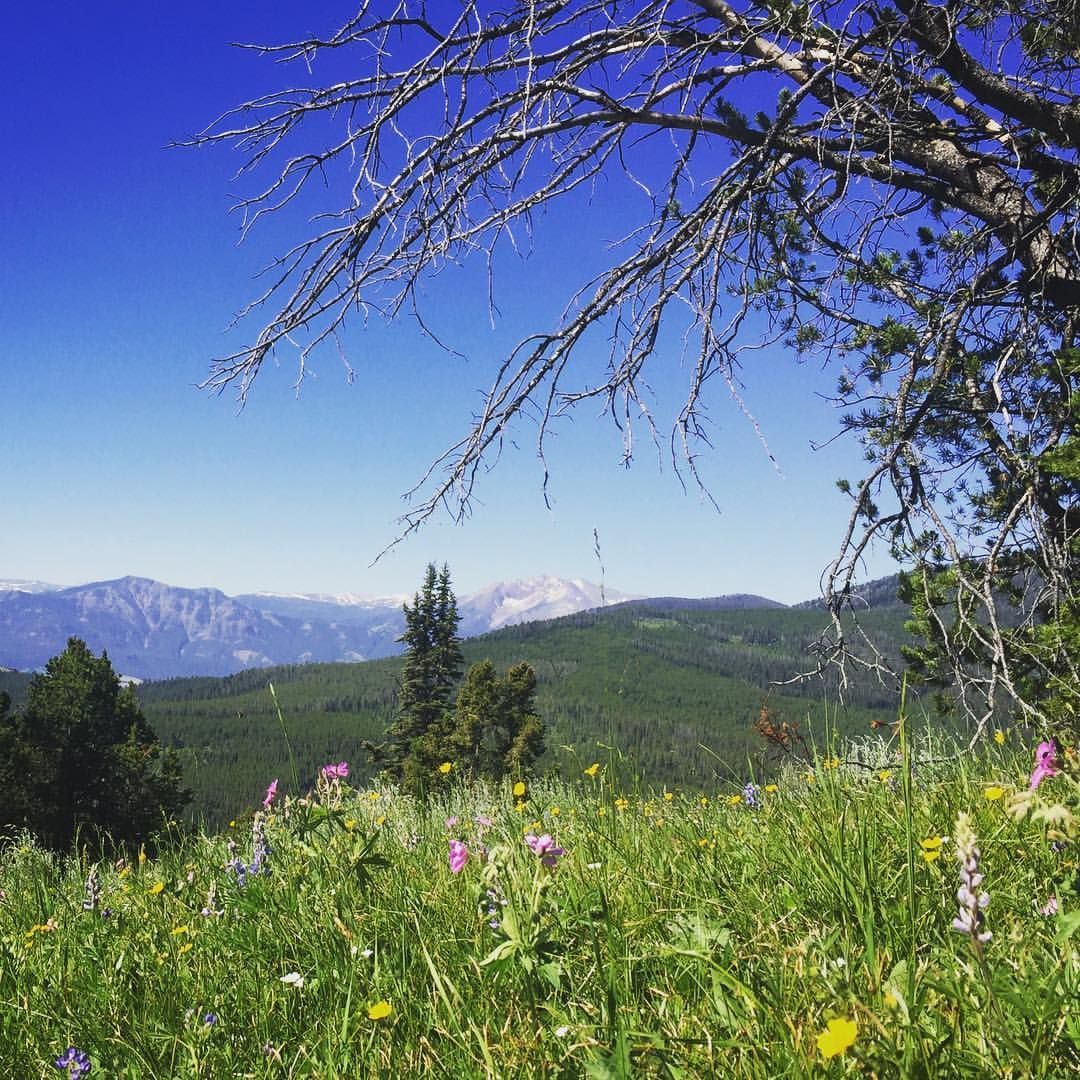 A field of flowers with mountains in the background and a tree in the foreground.
