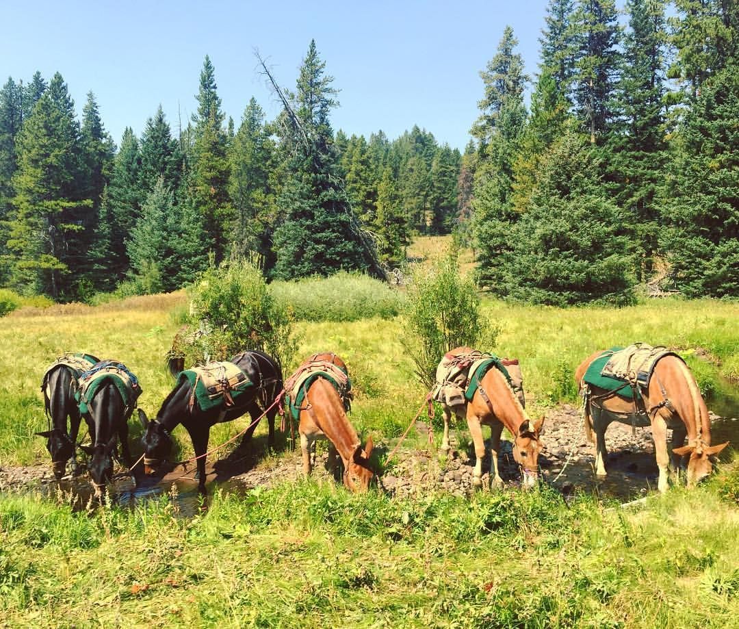 A herd of horses grazing in a field with trees in the background.