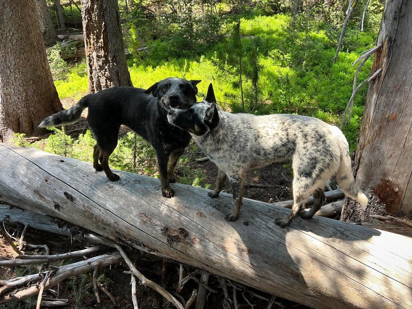 Two dogs are standing on a log in the woods.