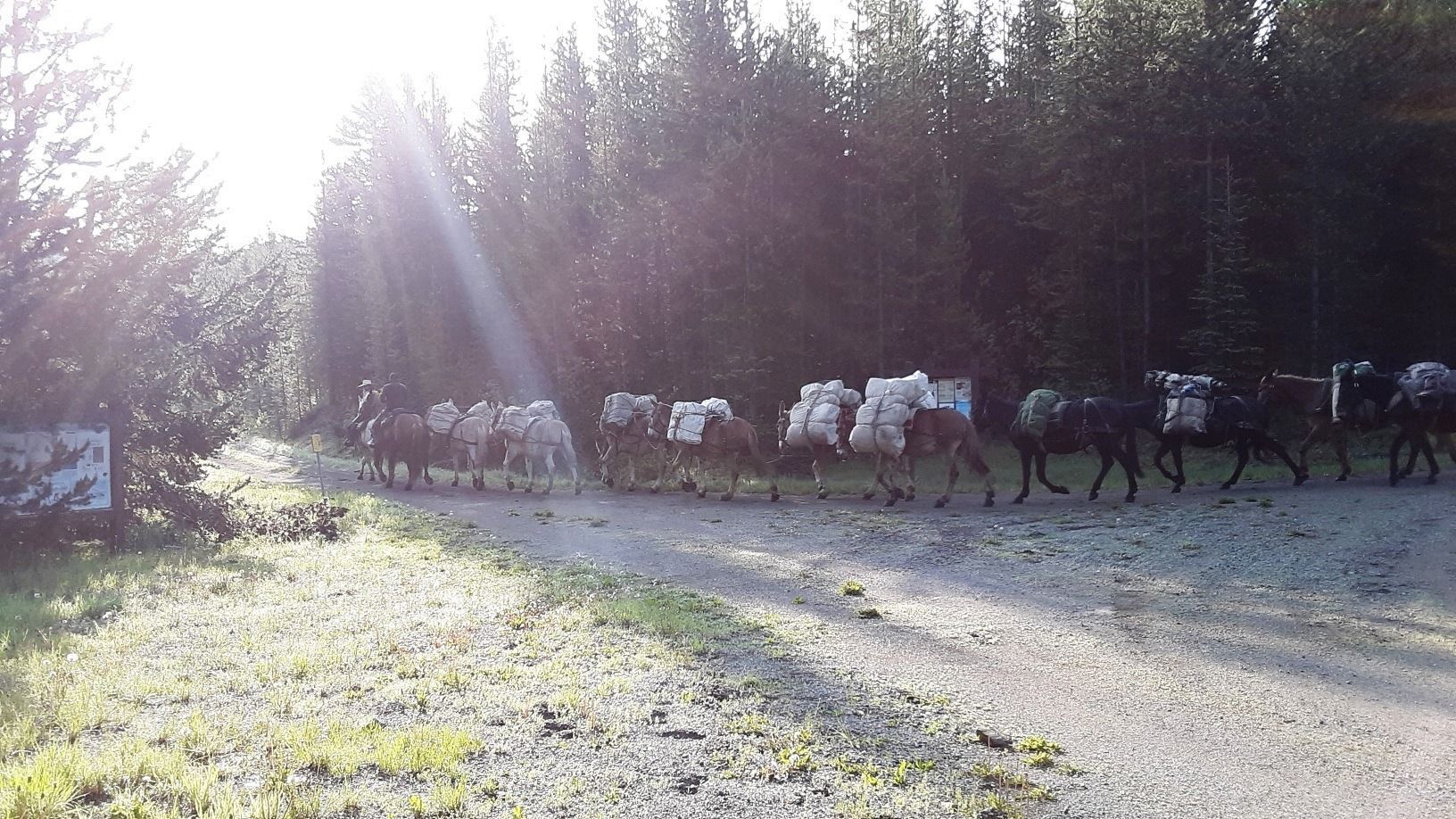 A herd of horses are walking down a dirt road.