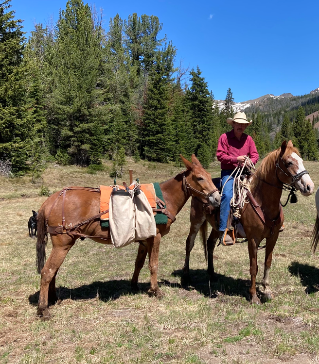 A man is riding a horse next to a donkey in a field.