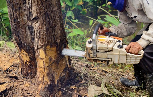 Man using a chainsaw to cut down the trunk of a large tree in Weatherford, Texas.