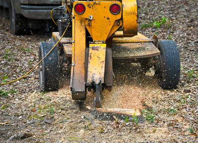 A yellow stump cutter grinds an exposed stump down to level ground in Weatherford, Texas.