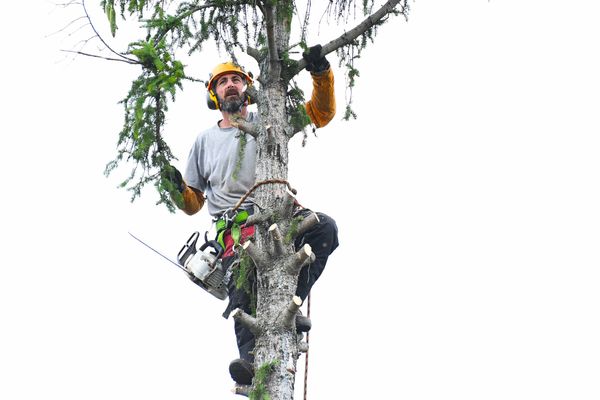 Male in a hard hat scaling a skinny tree to remove branches. 