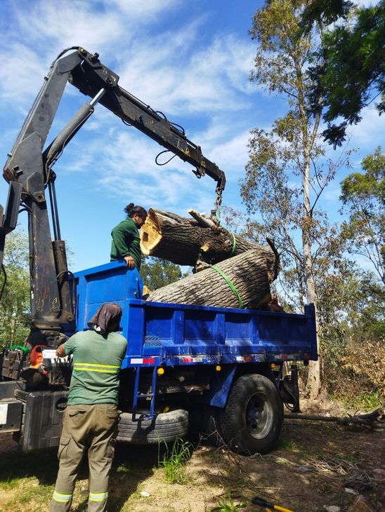 Two men using a small crane to hoist large chunks of a tree trunk into a blue trailer