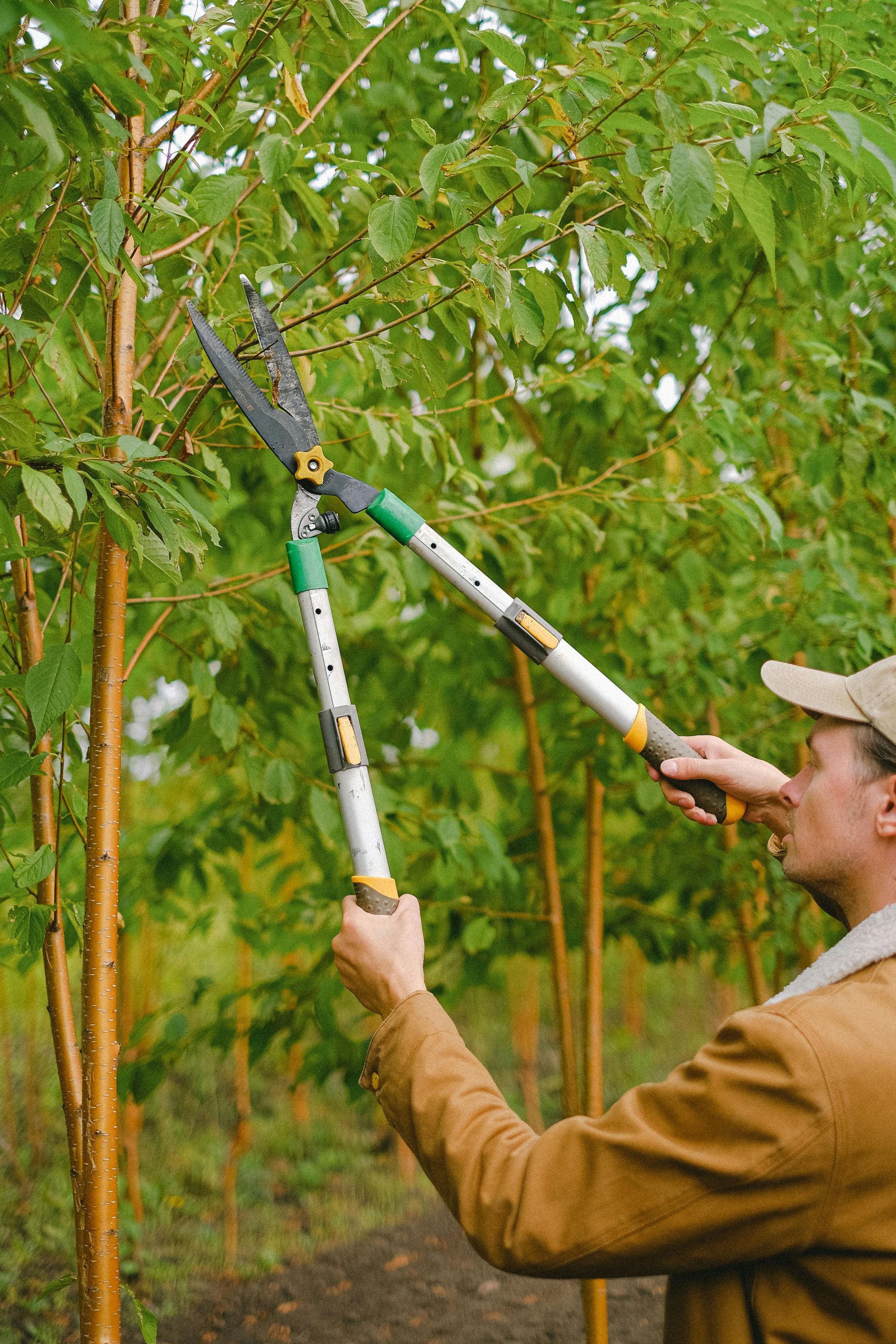 A man using tree trimmers to prune small branches off of a skinny tree.