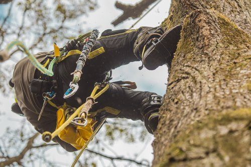 Tree climbing