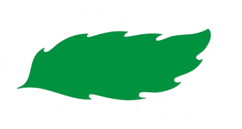 Green leaf on white background.