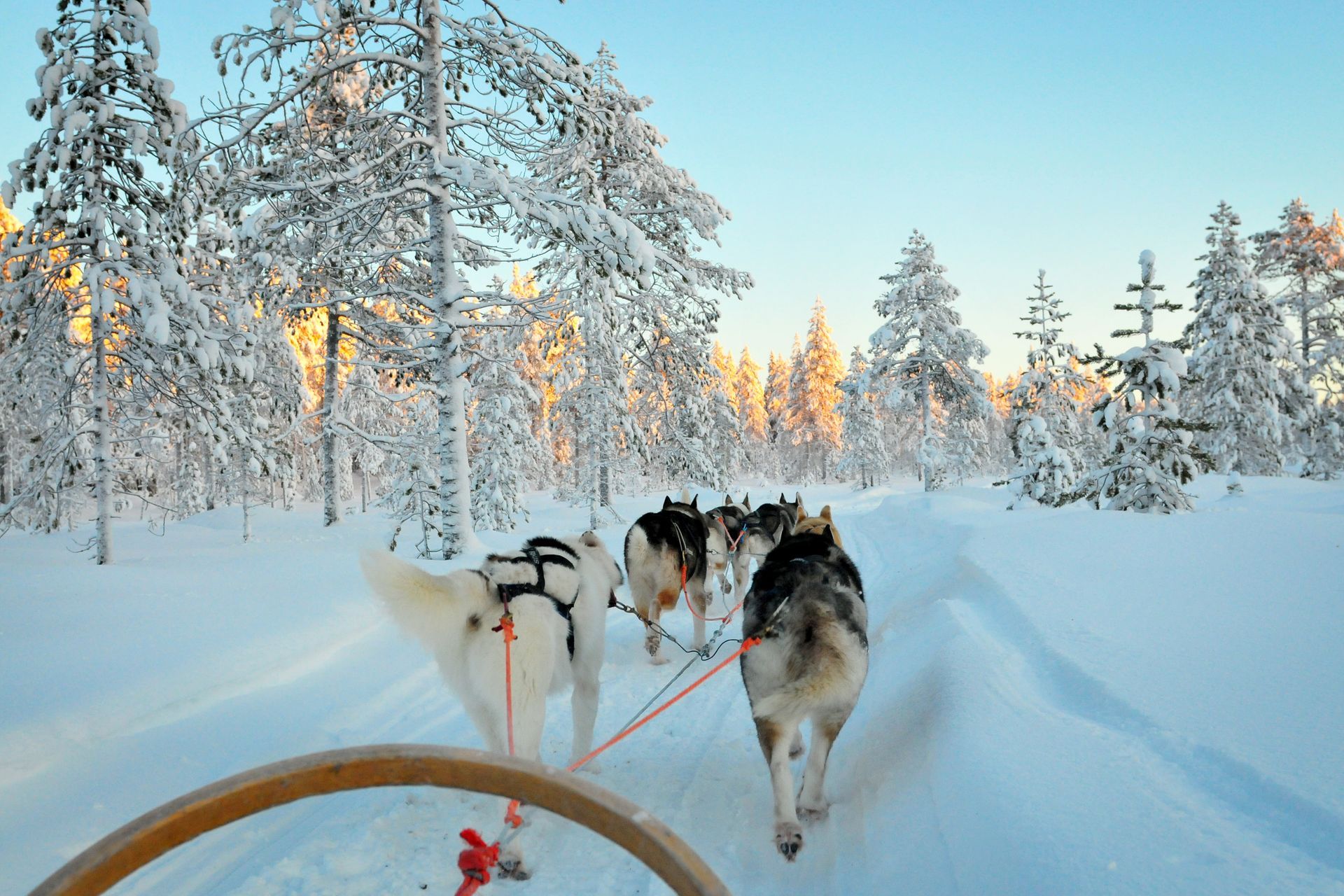 A group of husky dogs pulling a sled through the snow.