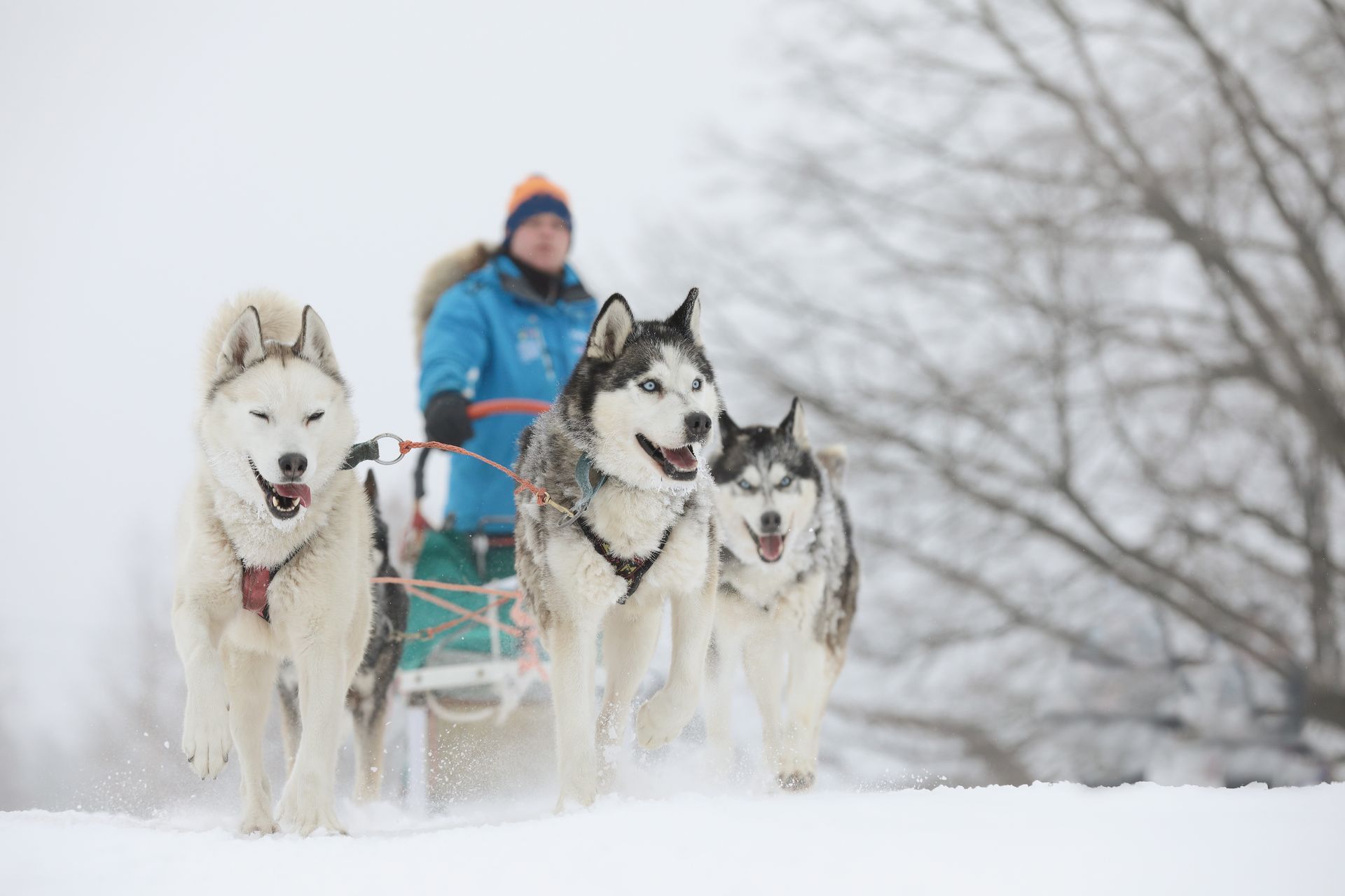 A man is pulling a sled with three husky dogs.