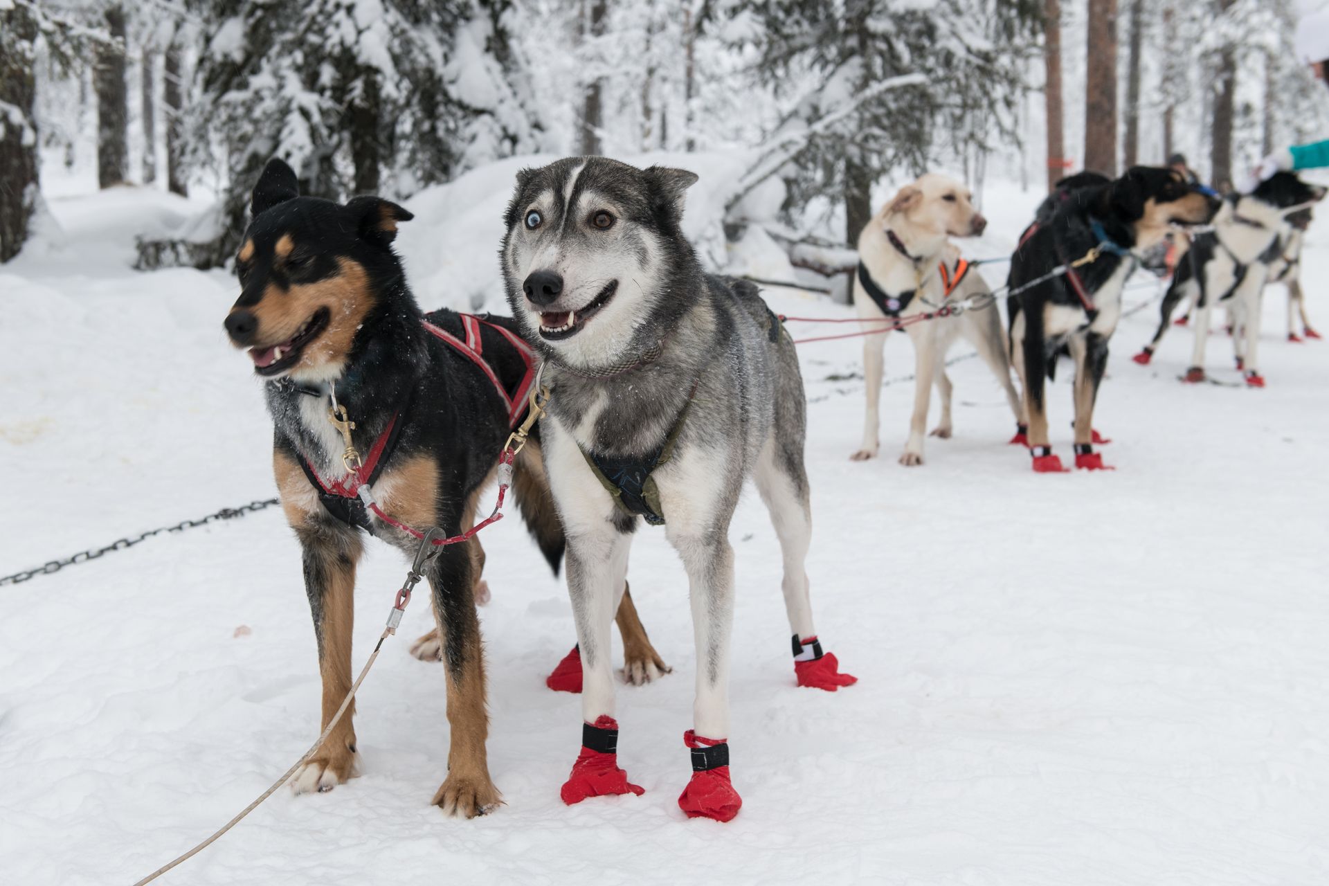 A group of sled dogs wearing red boots are standing in the snow.