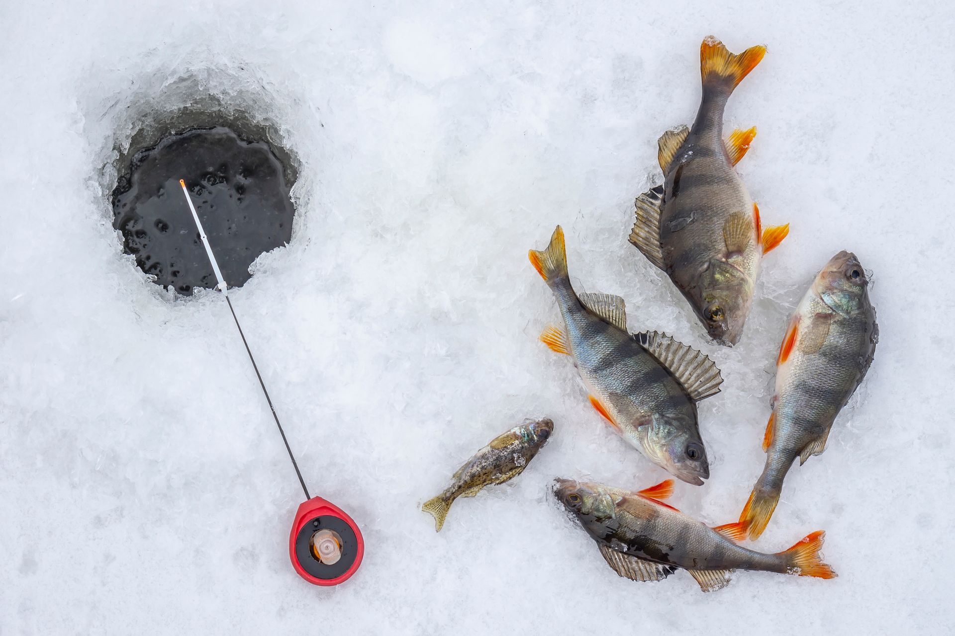 A group of fish are sitting in the snow next to an ice fishing hole.
