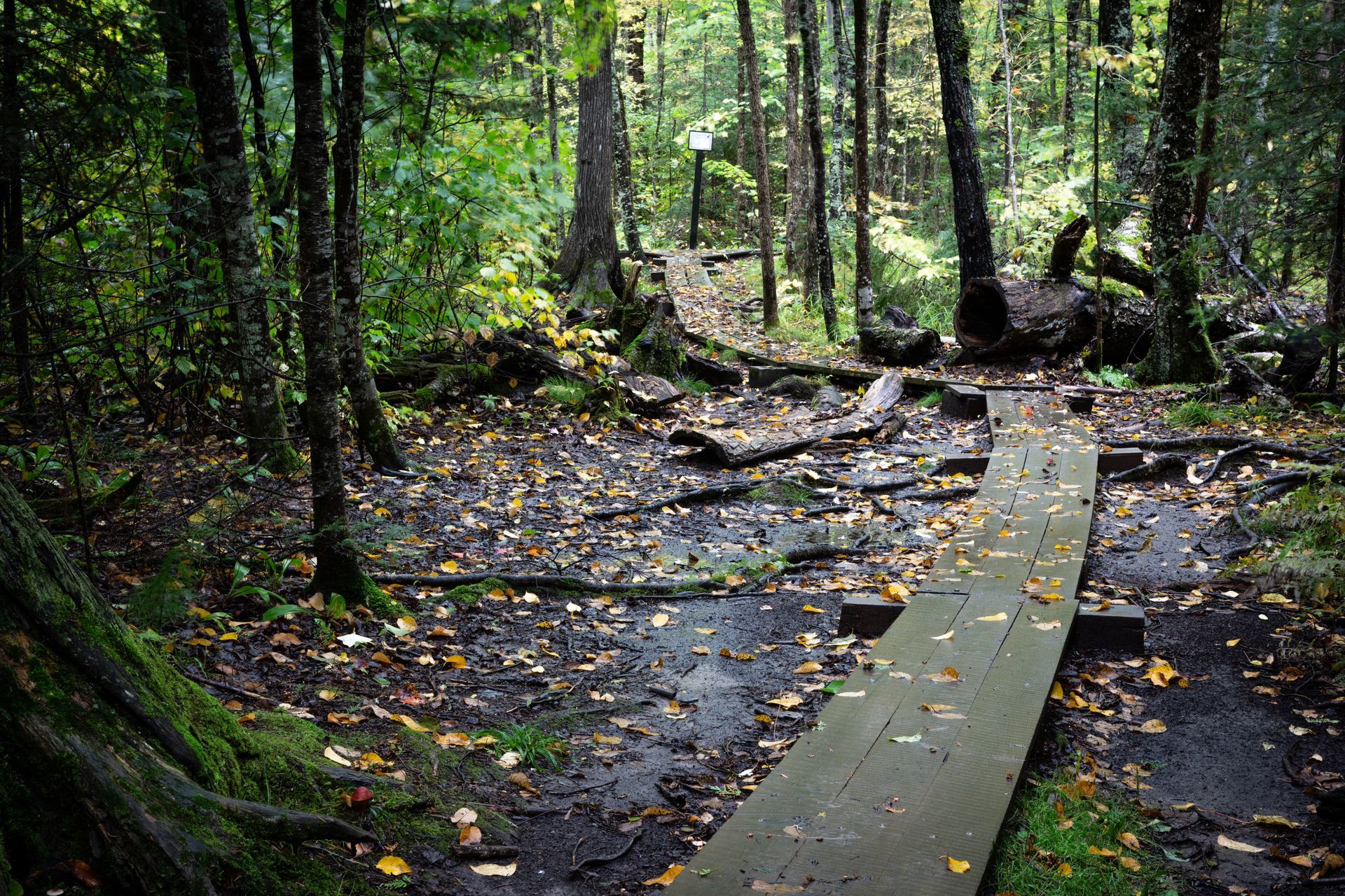 A wooden walkway in the middle of a forest