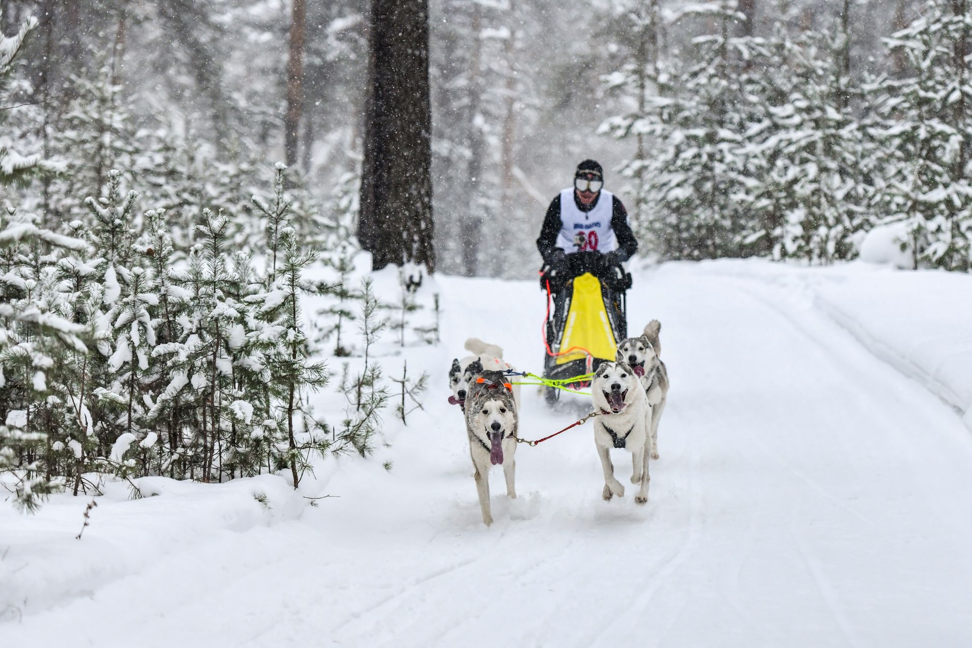 A man is riding a sled pulled by two husky dogs in the snow.