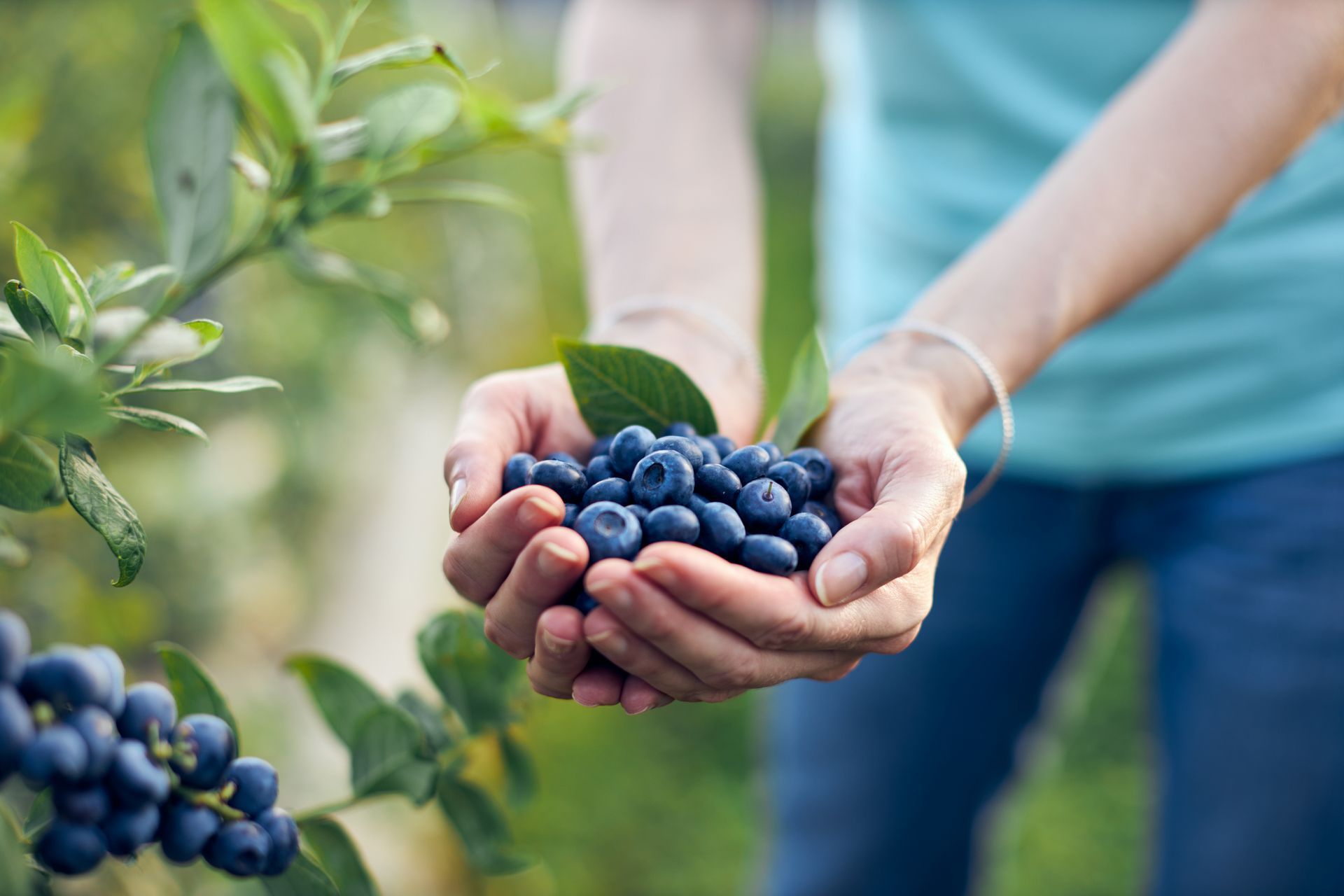 A person is holding a bunch of blueberries in their hands.