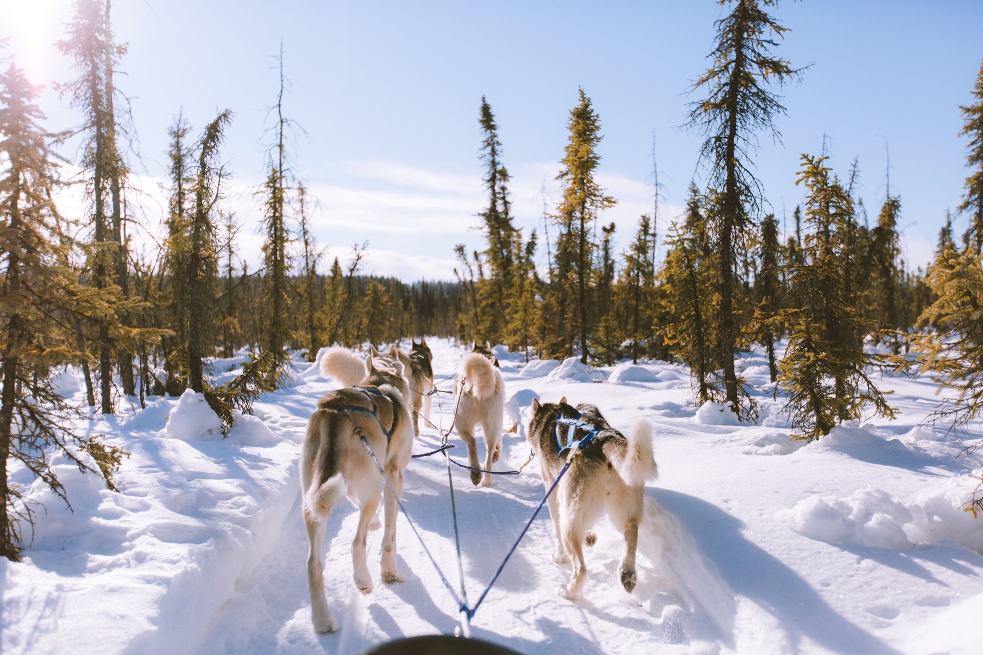 A group of husky dogs pulling a sled through the snow.