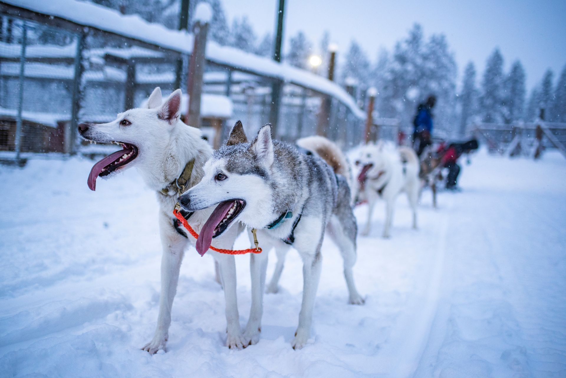 A group of husky dogs are standing in the snow.
