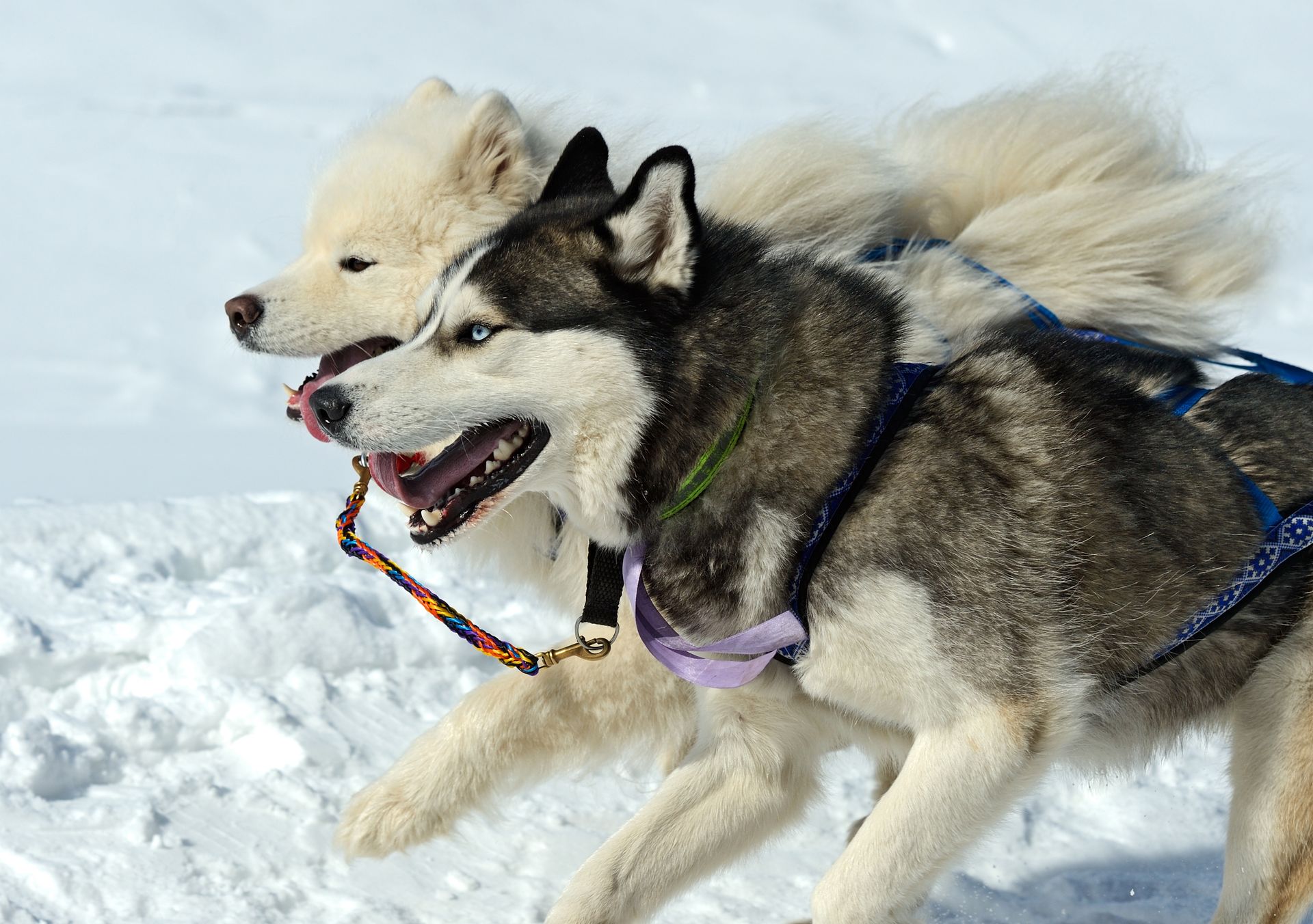 Two husky dogs are running in the snow
