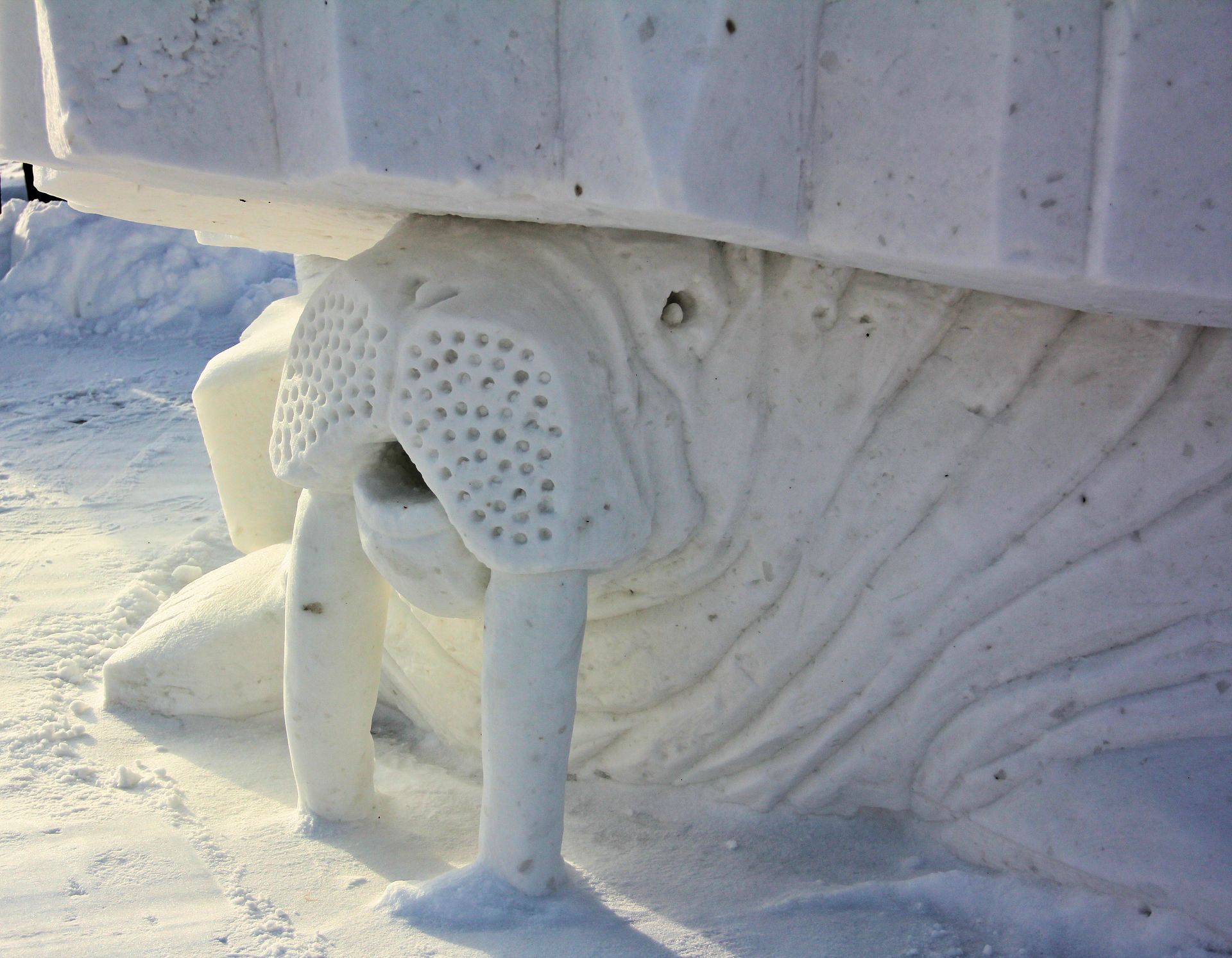 A snow sculpture of a walrus with a large tusks