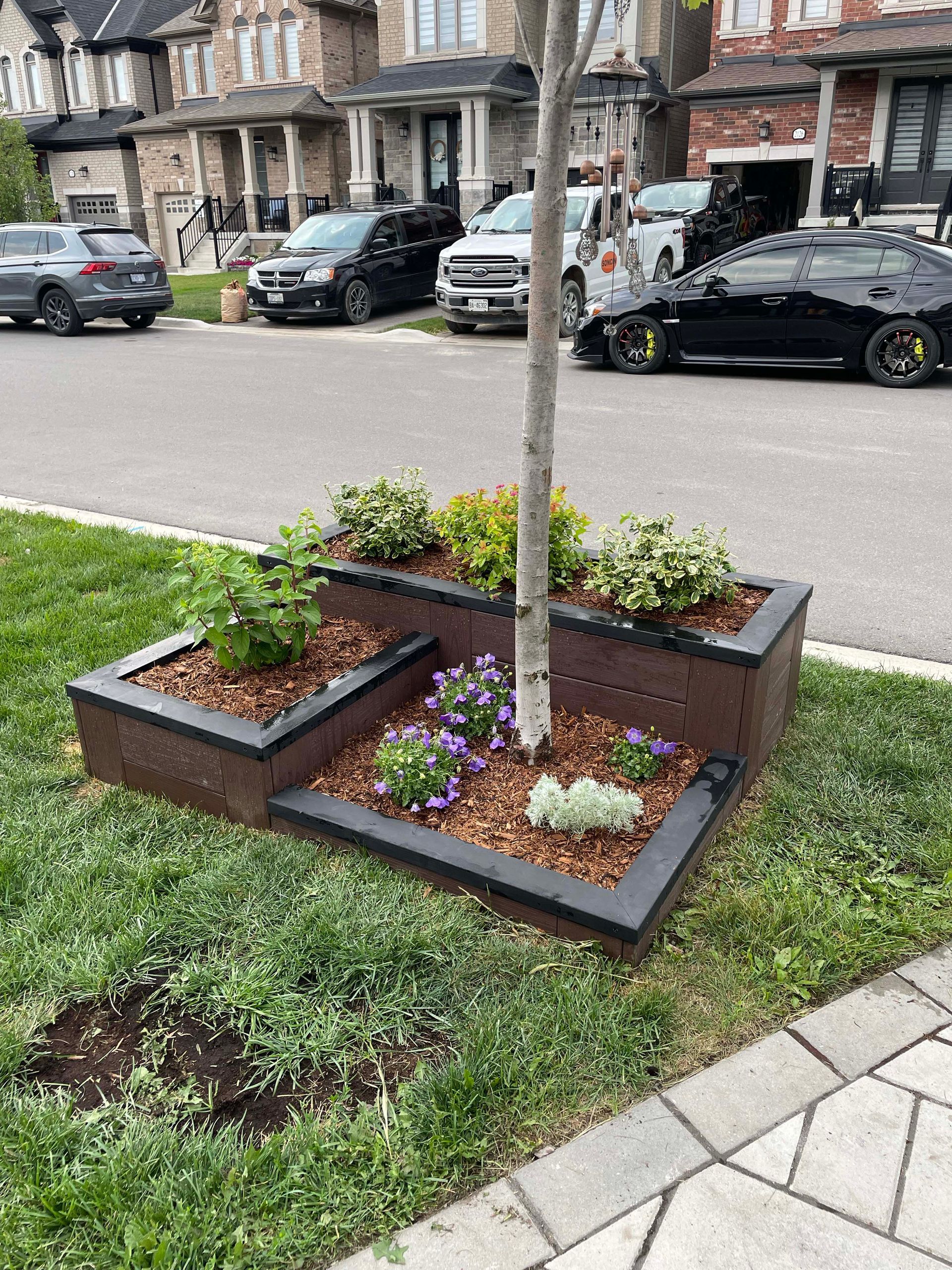 A tree is sitting in a planter on the side of the road.