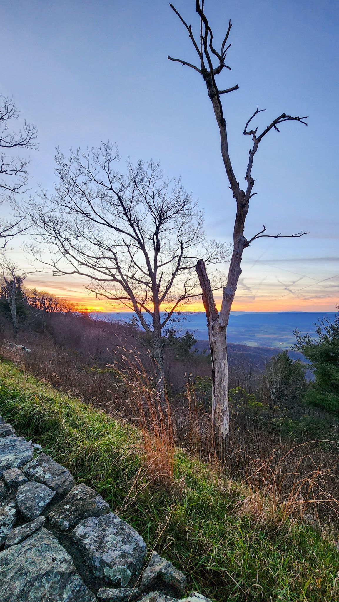 A tree without leaves is standing on top of a hill at sunset.