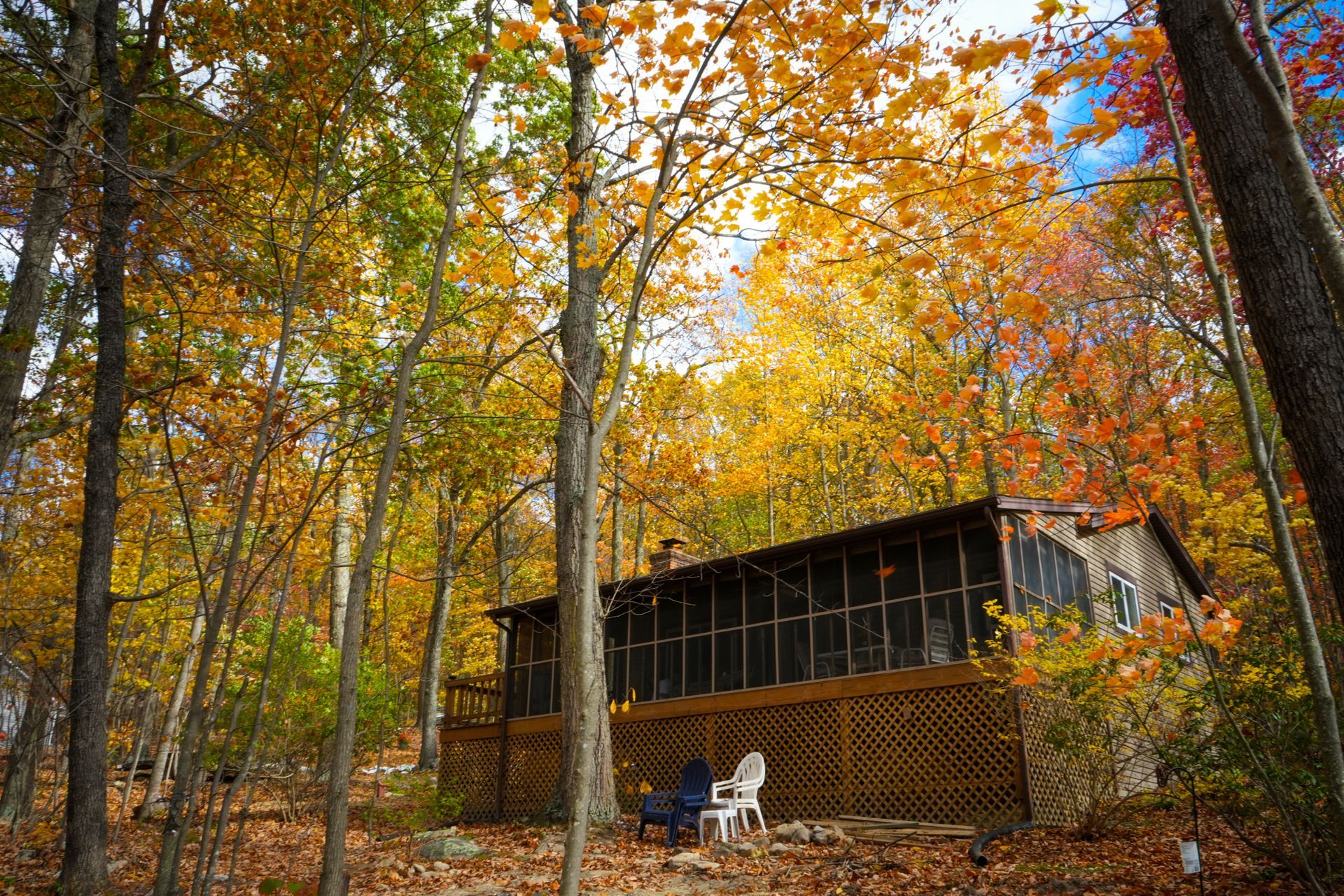 A cabin in the middle of a forest with trees covered in leaves.