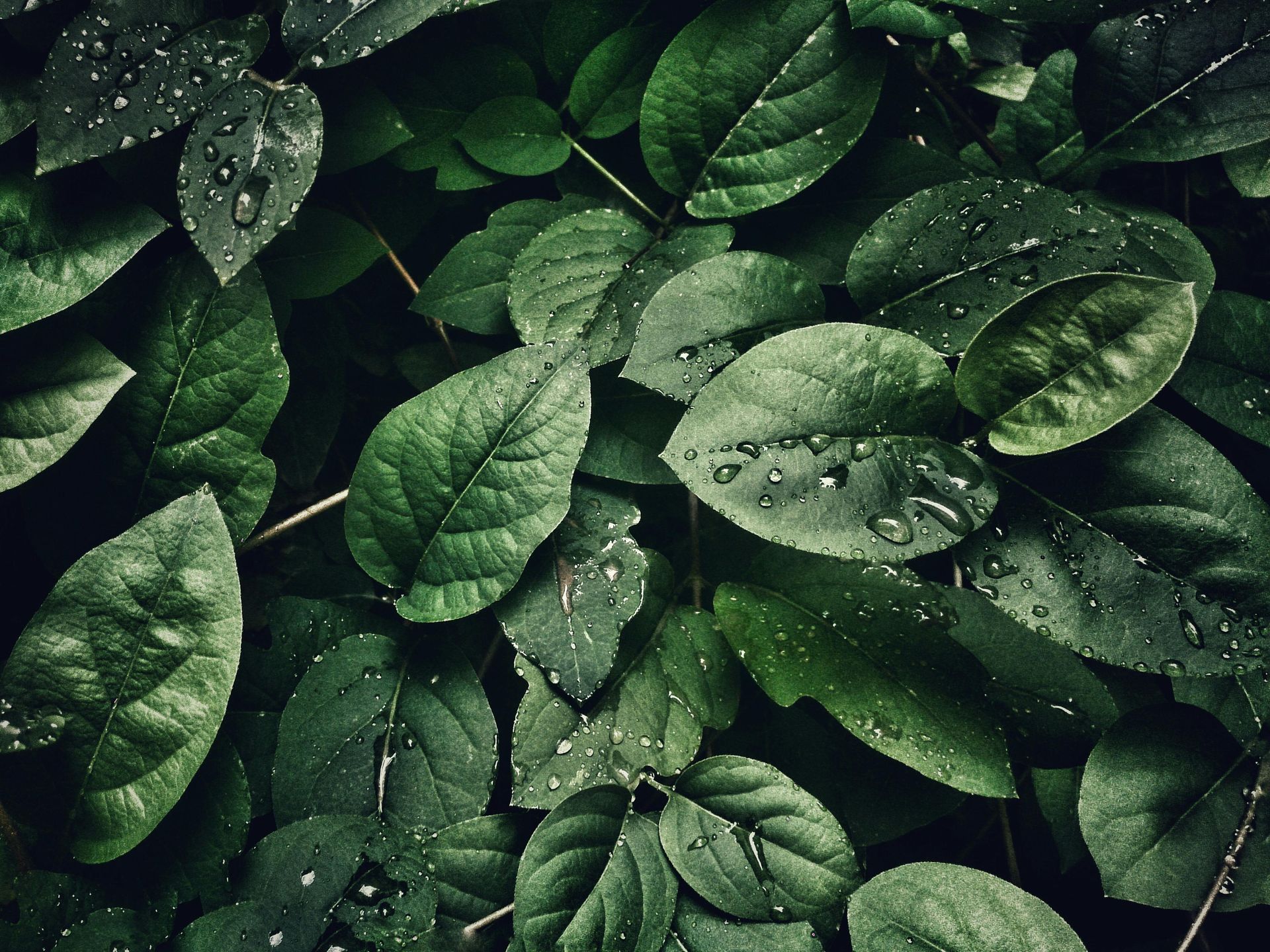 A bunch of green leaves with water drops on them