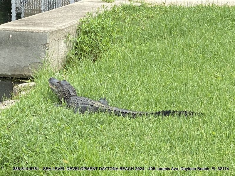 A large alligator is laying in the grass next to a river.
