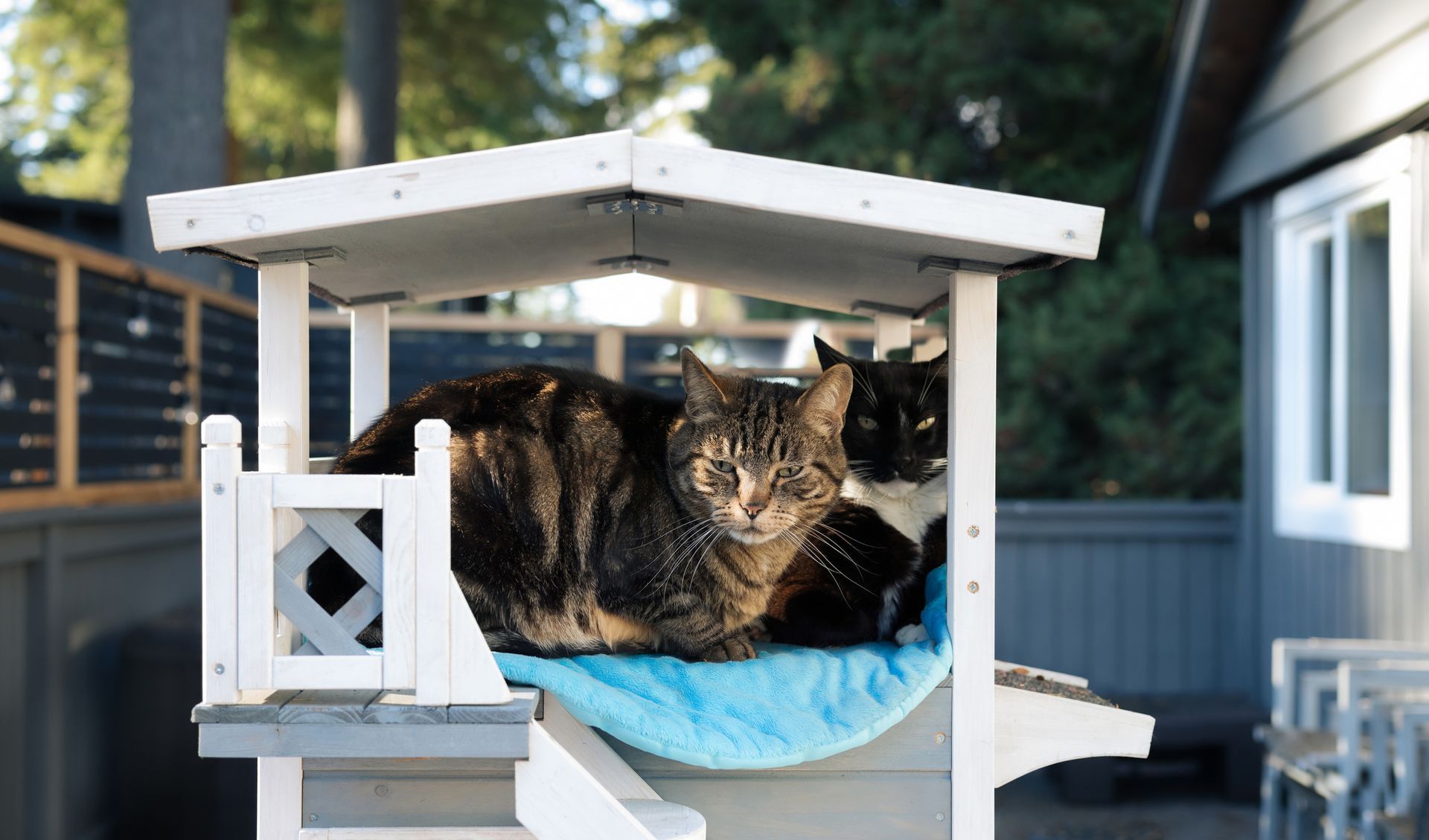Two cats sitting in cathouse.
