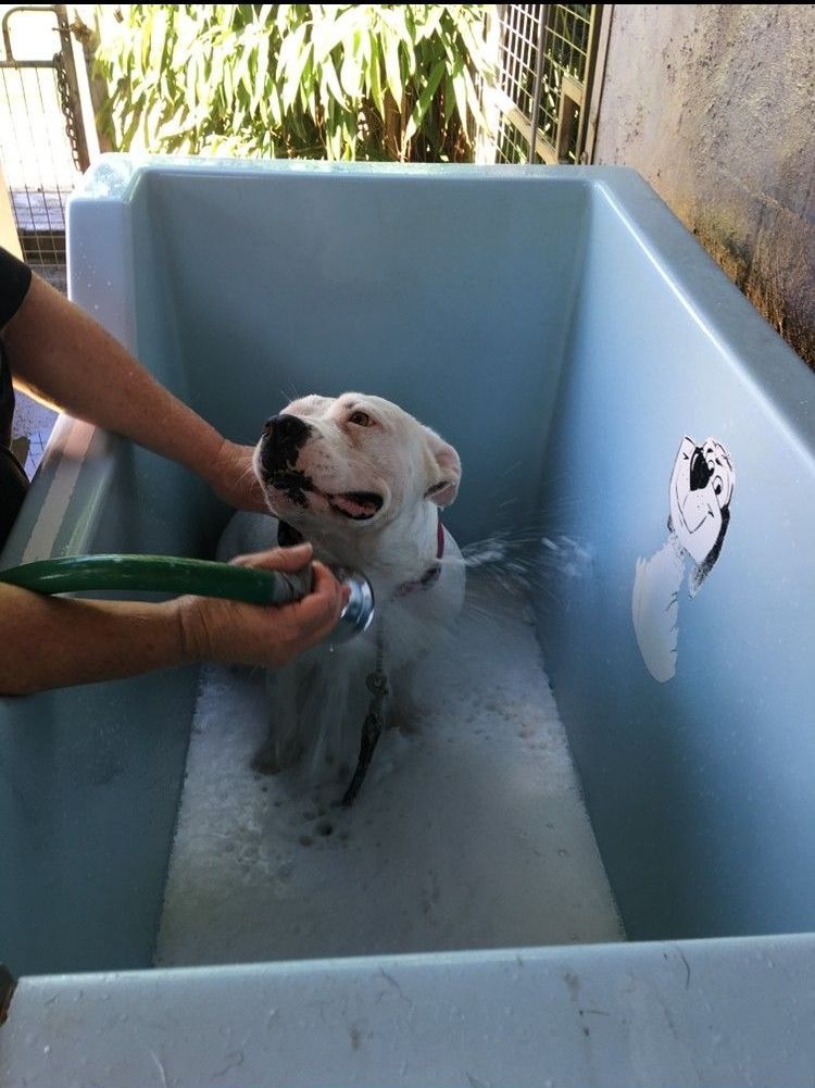 A white dog is taking a bath in a blue tub.