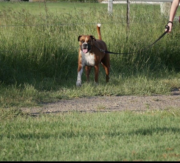 A person is walking a dog on a leash in a field.