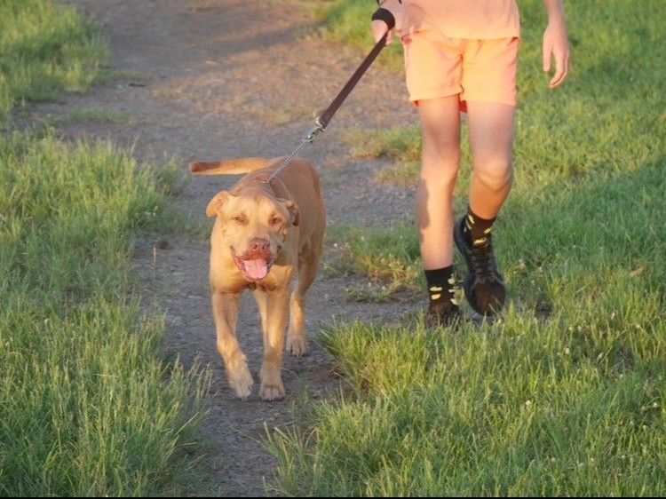 A person is walking a dog on a leash.